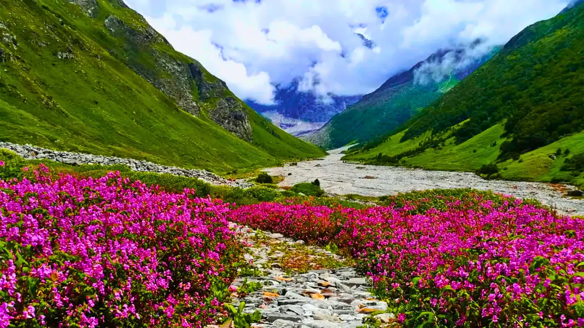 Valley of Flowers