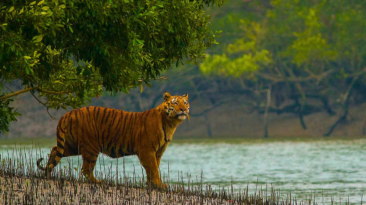 Sundarbans, West Bengal