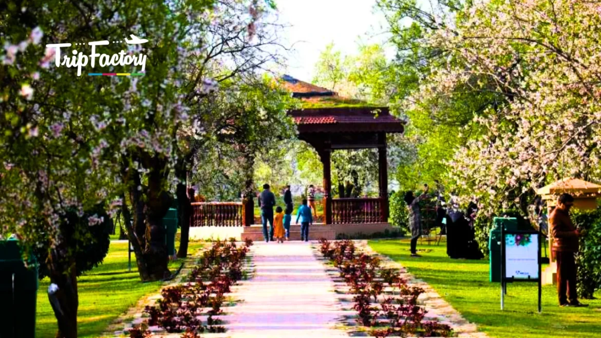 10 Best Places to See Cherry Blossoms in India