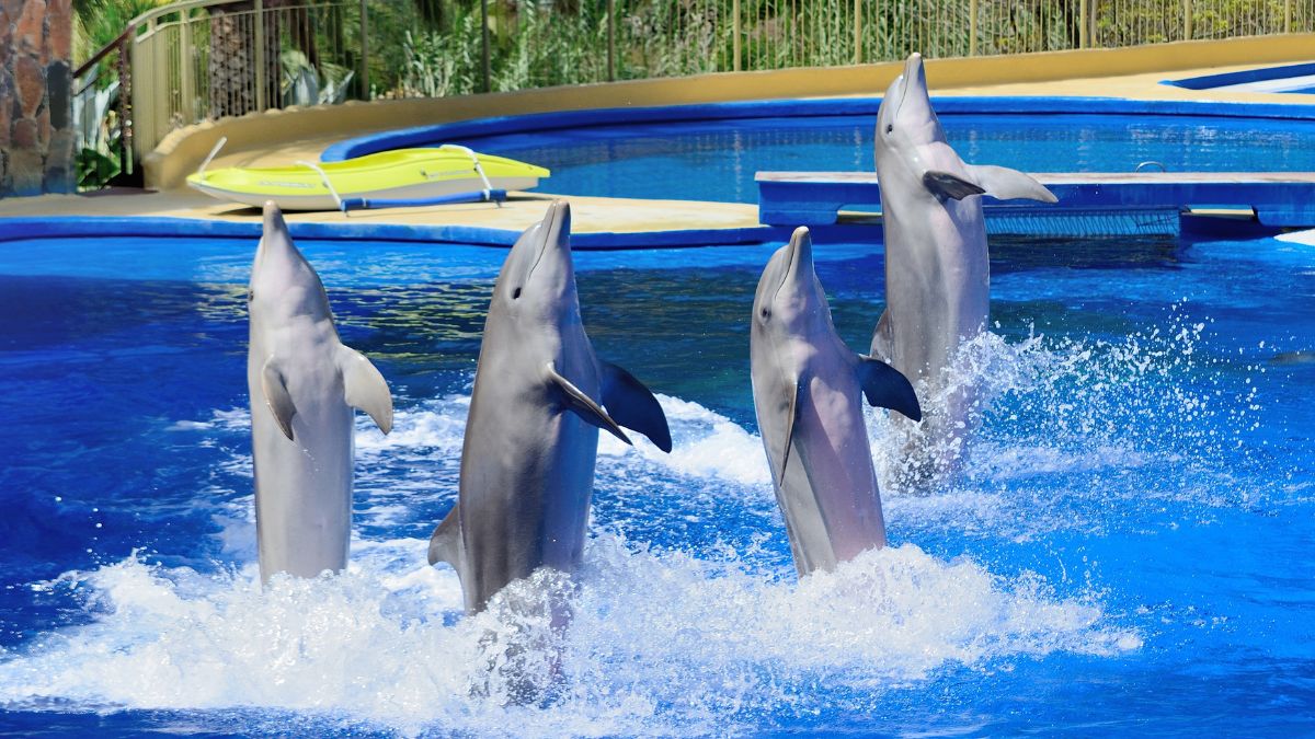 Dubai Dolphinarium