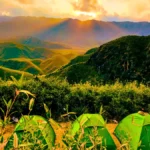 Dzukou Valley, Nagaland