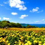 Nokonoshima Island, Fukuoka