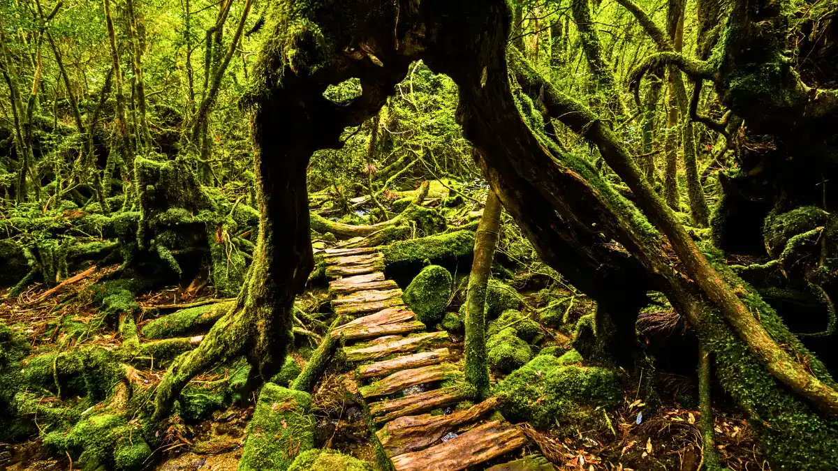  Yakushima, Kagoshima