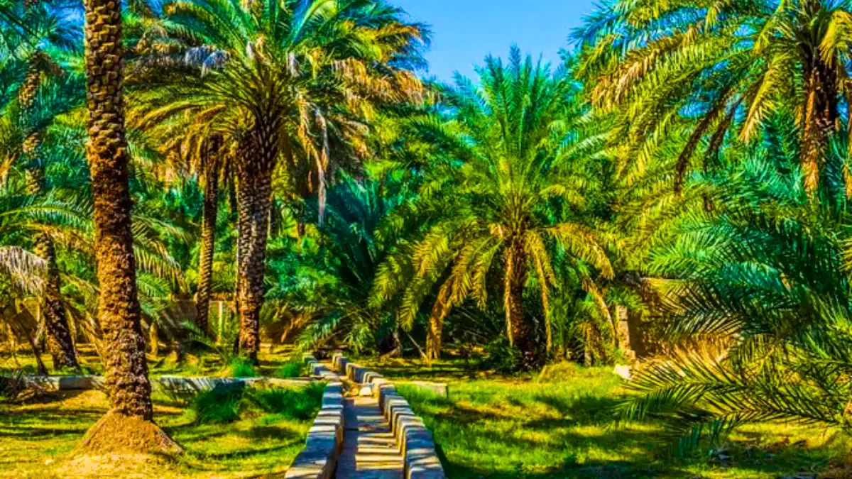 Al Ain Oasis