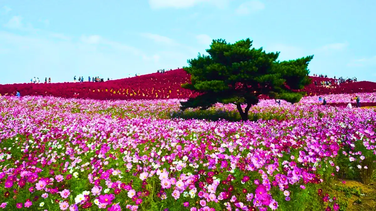 Hitachi Seaside Park, Japan