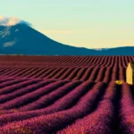 Lavender Fields, France