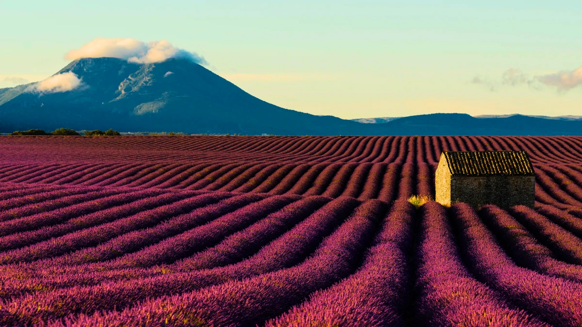  Lavender Fields, France