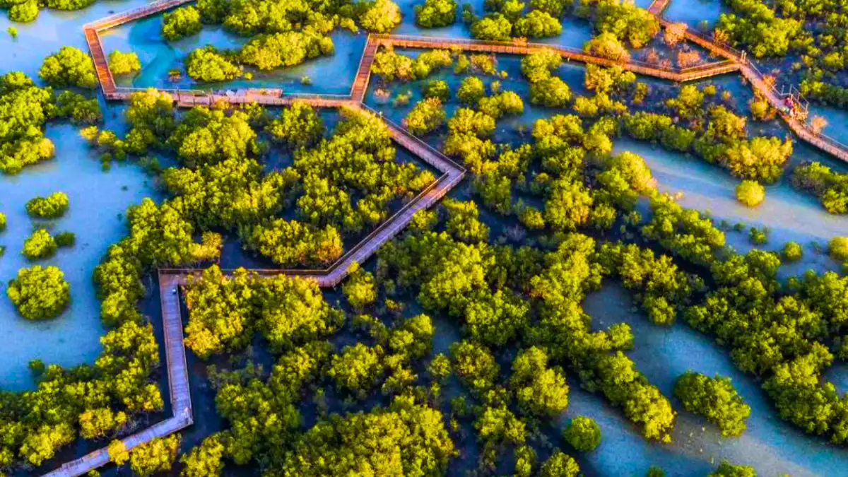 Mangrove National Park