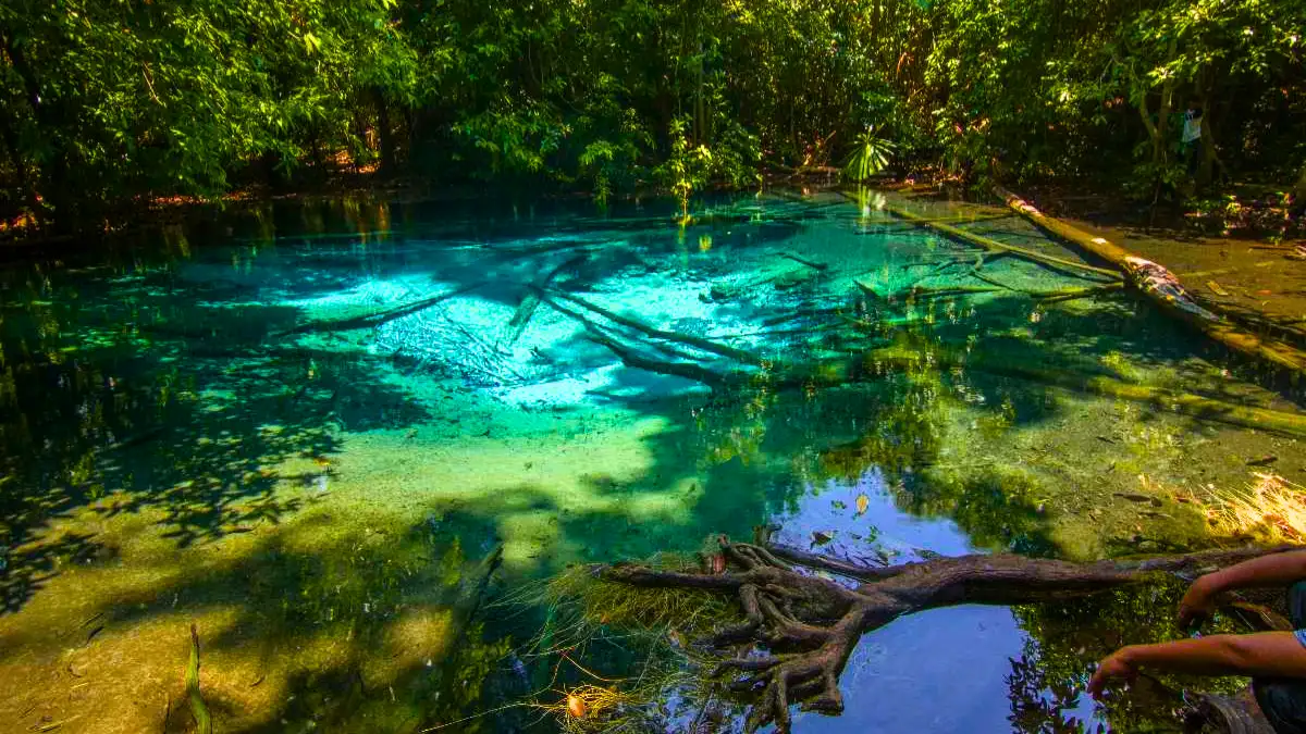 Thung Teao Forest Natural Park