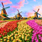 Tulip Fields, Netherlands