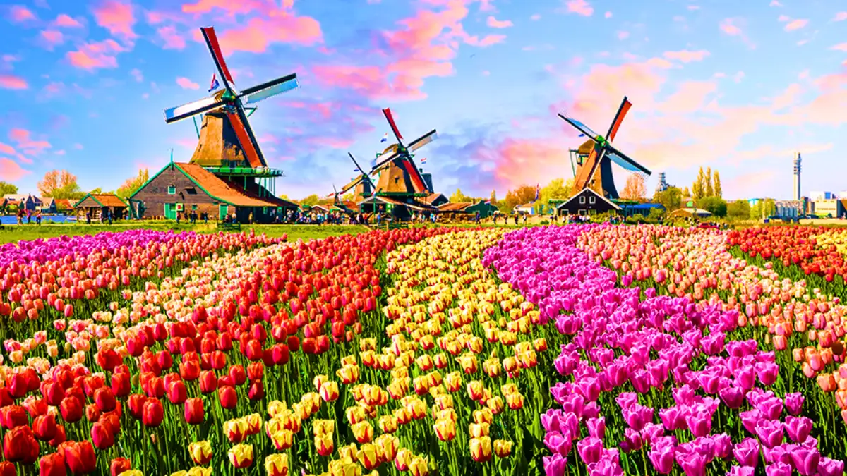  Tulip Fields, Netherlands