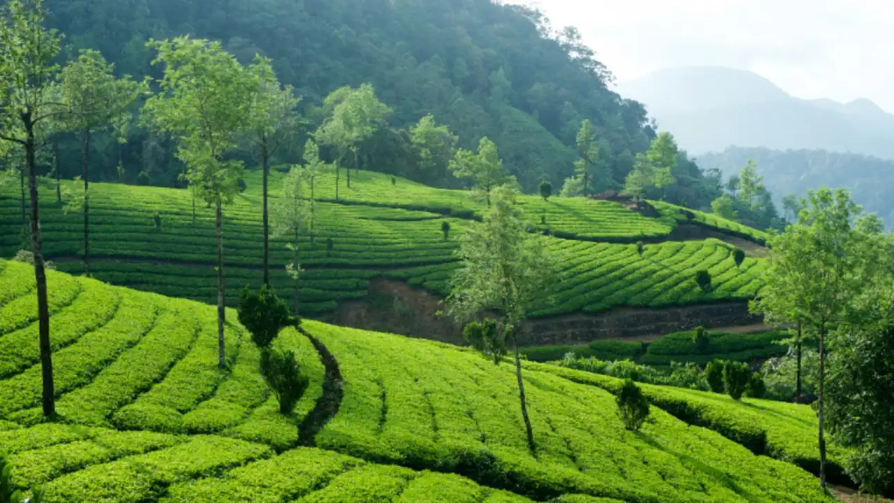 Munnar, Kerala