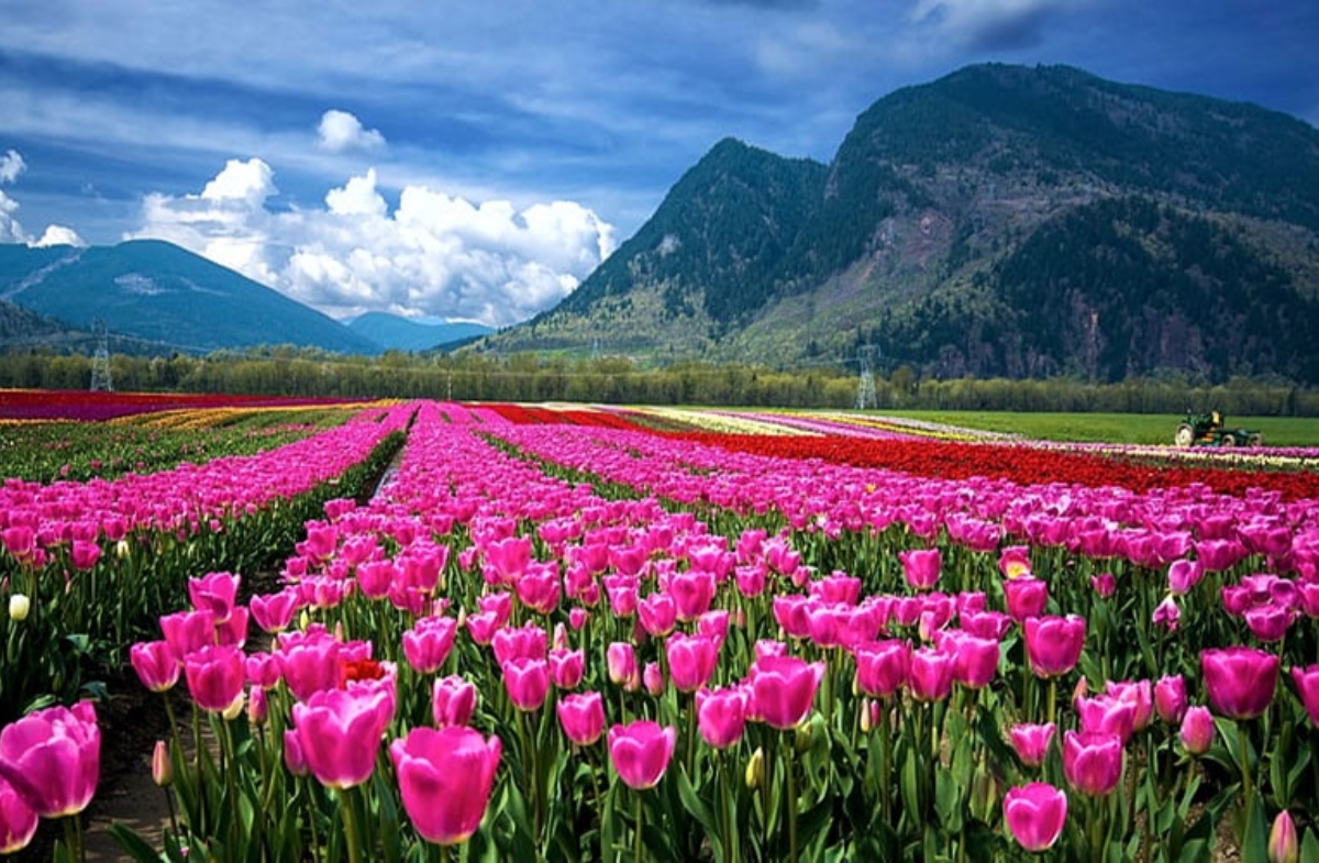 Srinagar tulip season