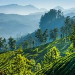 Darjeeling Tea Garden with mountain view