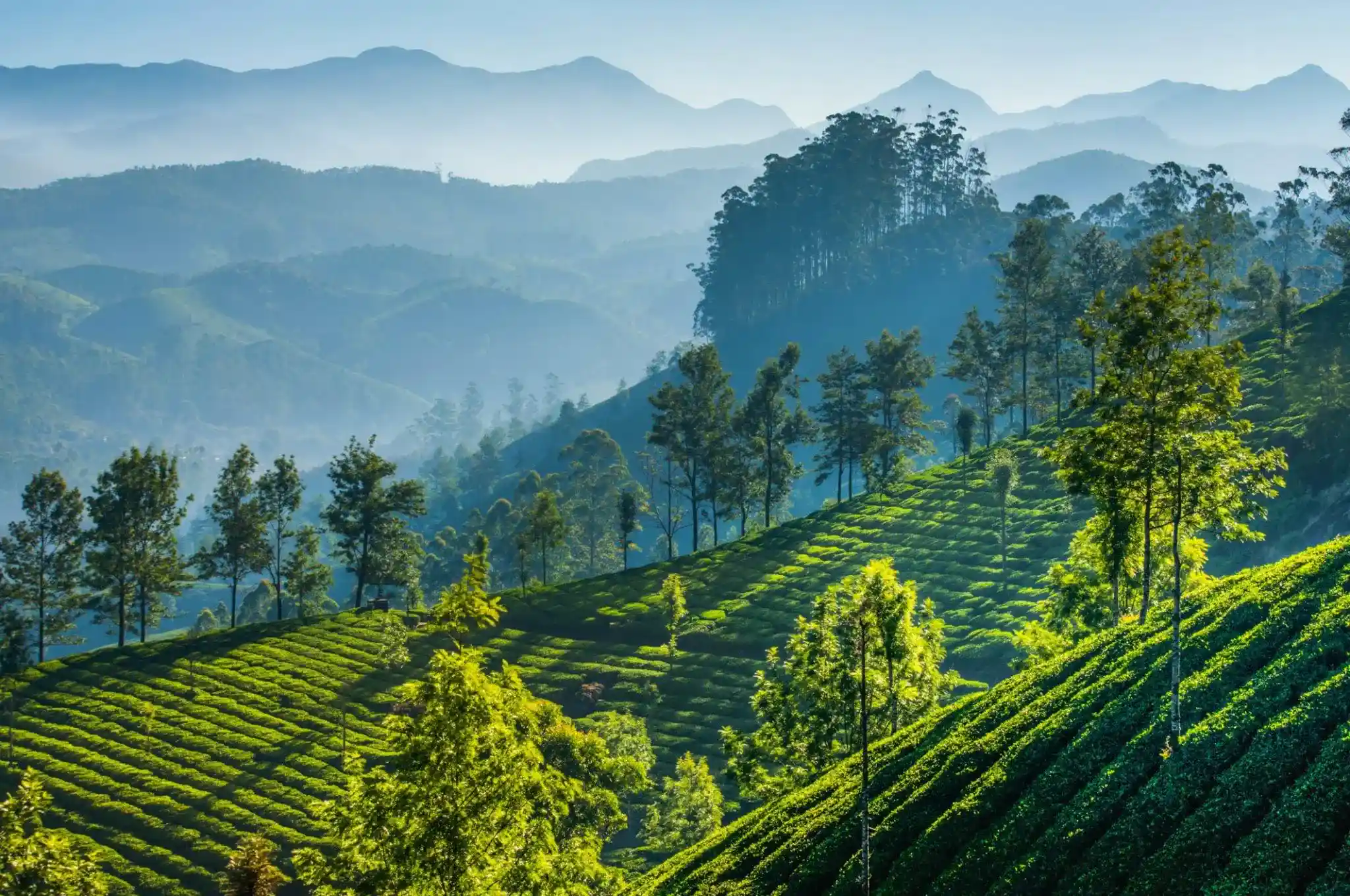 Darjeeling Tea Garden with mountain view