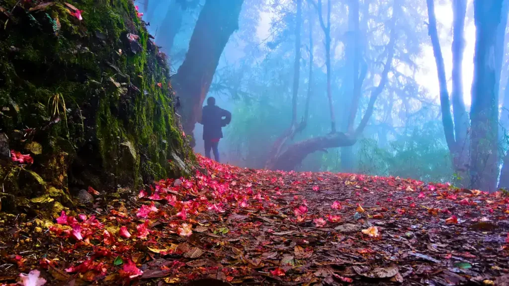 Varsey Rhododendron Sanctuary