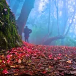 Varsey Rhododendron Sanctuary