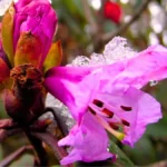 Witnessing Rhododendrons species