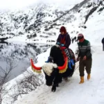 Yak Safari at Changu Lake