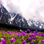 Yumthang Valley