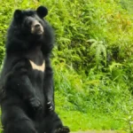 Himalayan Black Bear