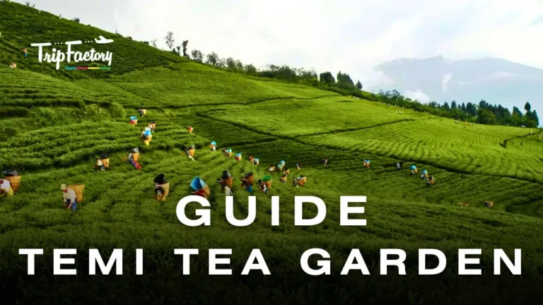 Temi Tea Garden