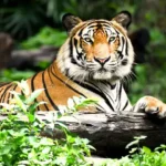 tigers in Sikkim