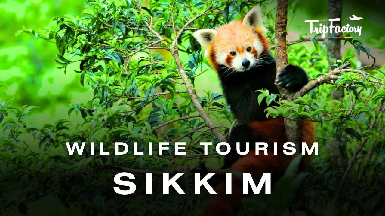 Sikkim Wildlife Tourism