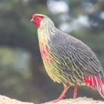 blood pheasant