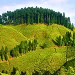 Mirik Tea Gardens