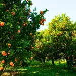 Orange Orchards