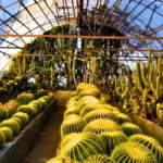 Kalimpong Cactus Nursery