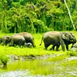 Mahananda Wildlife Sanctuary