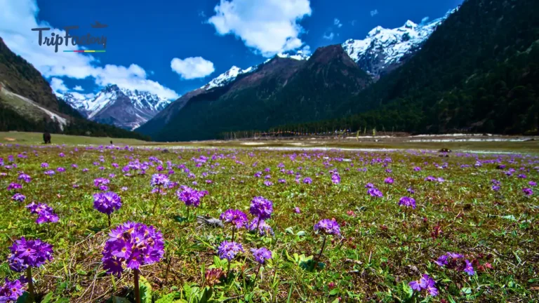 Lachung in Summer