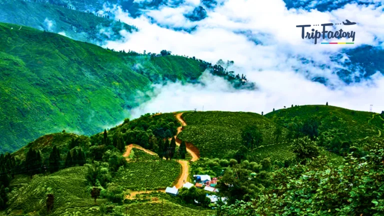 Darjeeling in July