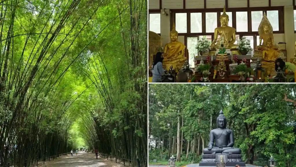 Bamboo Tree Tunnel nearby Bangkok, Thailand