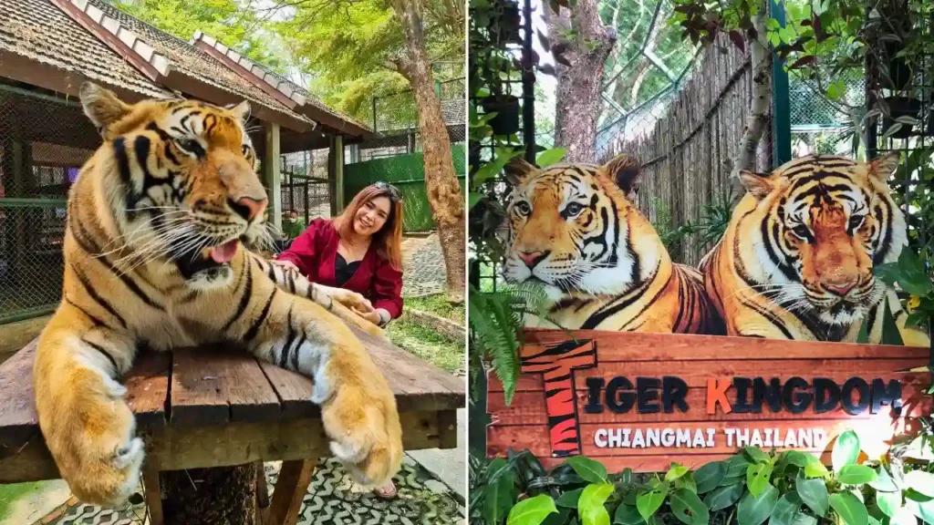 The Tiger Kingdom, a famous sightseeing places in Chiang Mai