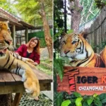 The Tiger Kingdom, a famous sightseeing places in Chiang Mai