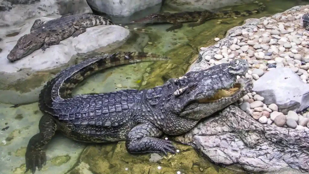 Crocodile at Dusit Zoo, Bangkok Thailand