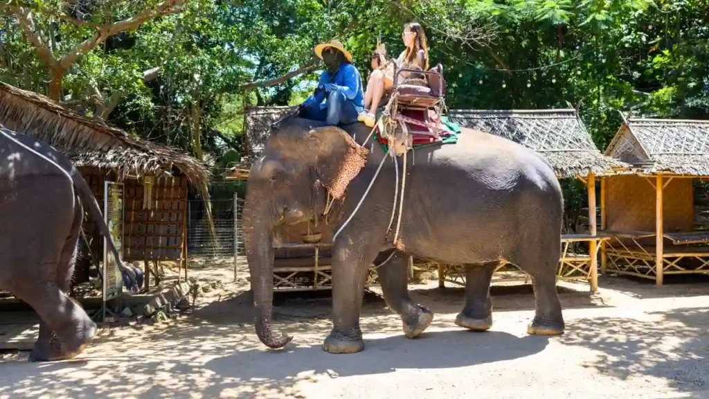 Pattaya Elephant Village