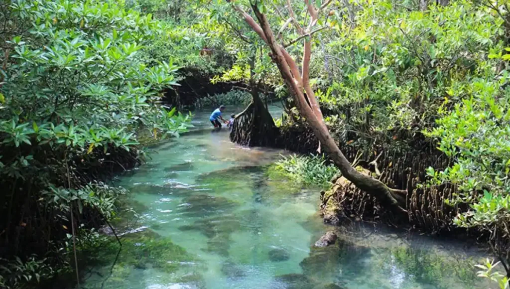 Explore Ao Luk Mangroves And Caves