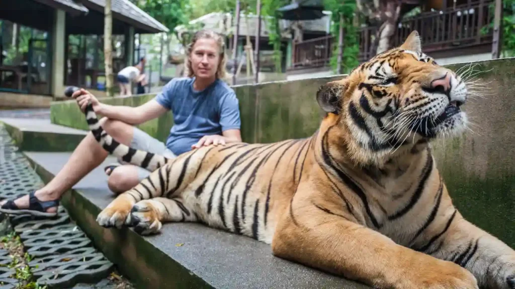Tiger Kingdom 