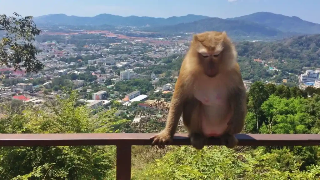 Monkey Hill in Phuket