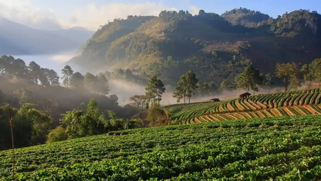 Chiang Mai Weather in July