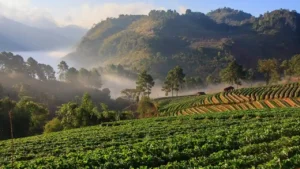 Chiang Mai Weather in July