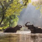 Elephant Jungle Sanctuary
