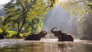 Elephant Jungle Sanctuary
