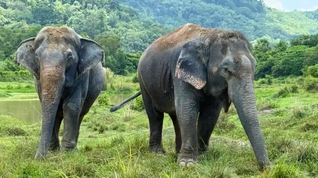 Freedom Elephant Reserve Phuket