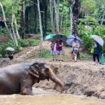 Phuket Elephant Nature Reserve
