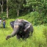 Phuket Elephant Sanctuary
